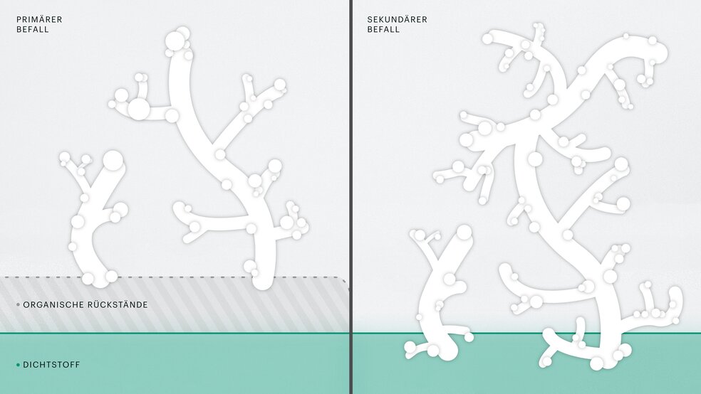 De abstracte afbeelding toont twee verschillende stadia van schimmelaantasting. Primaire schimmel, waarbij de voeg niet door de schimmelsporen is aangetast, en secundaire schimmel, waarbij de schimmelsporen zich met de voeg verbinden.